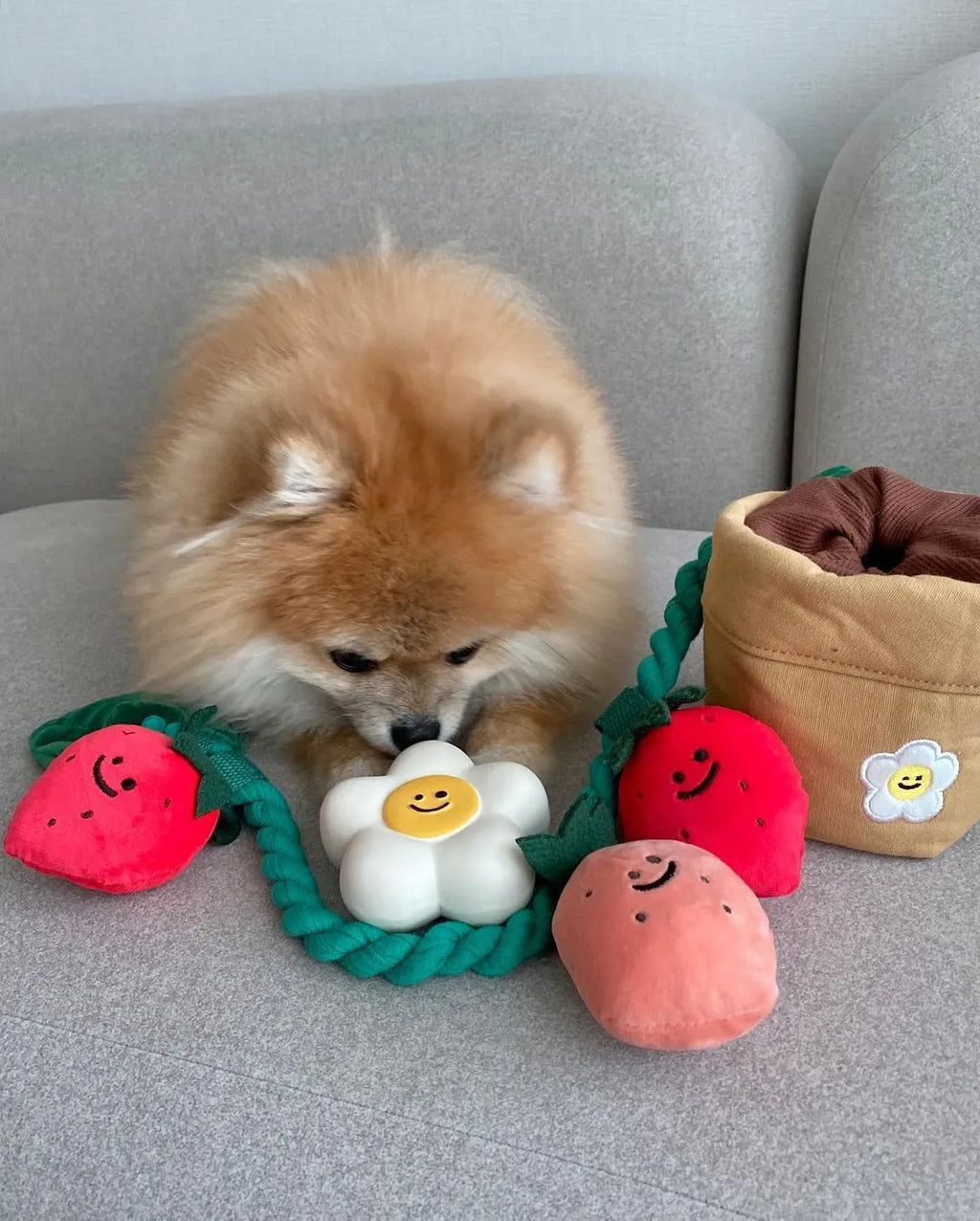 Tibetan food toy strawberry potted plant plush hide-and-seek dog pull toy in photo colour