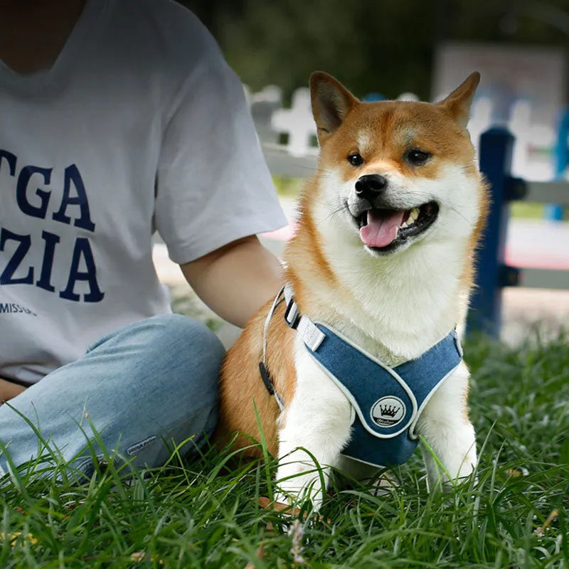 Adjustable mesh dog harness with metal back ring in blue, grey, red or yellow with matching leash