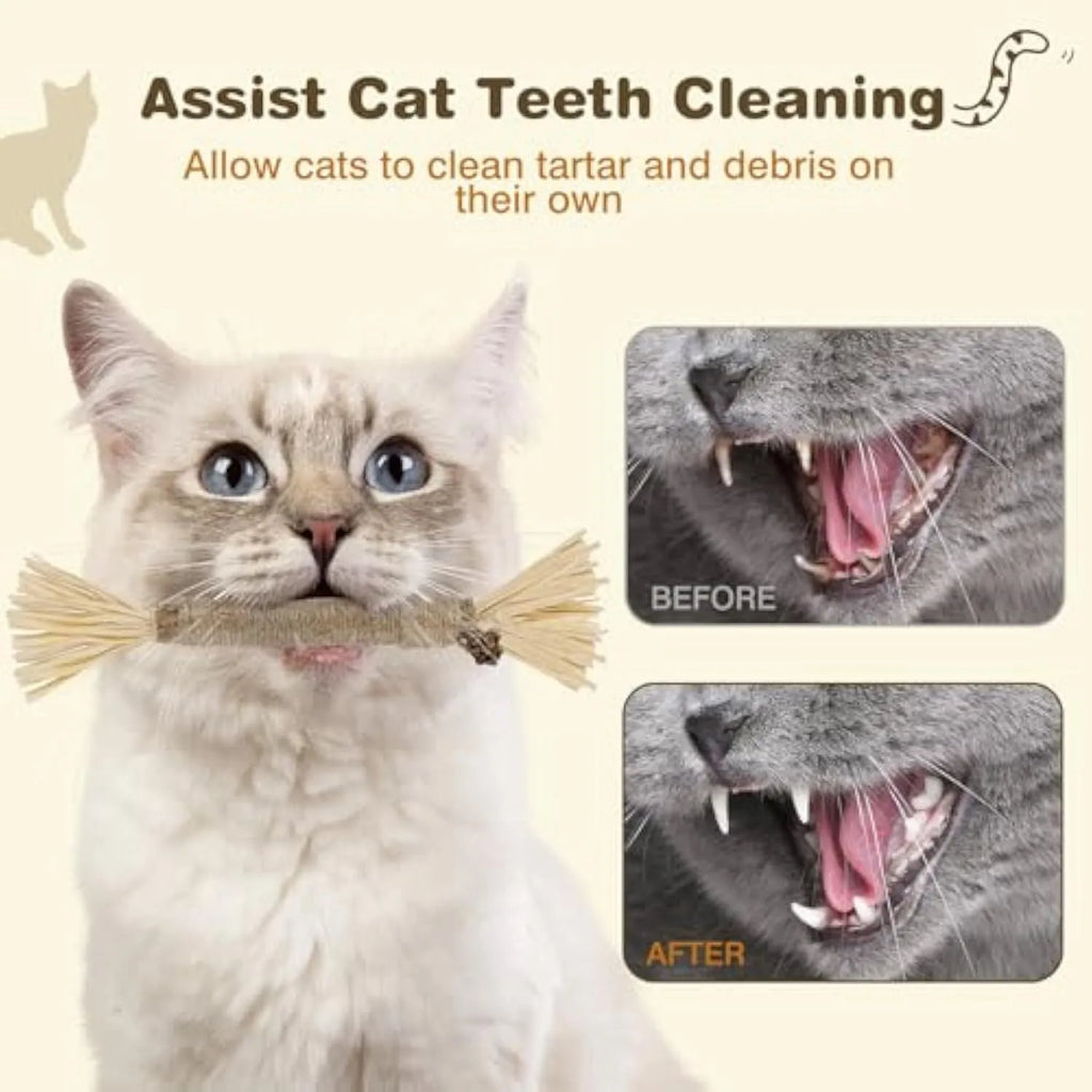 Natural silvervine cat chew sticks 3 pack for dental care and stress relief with thick or fine diameter options