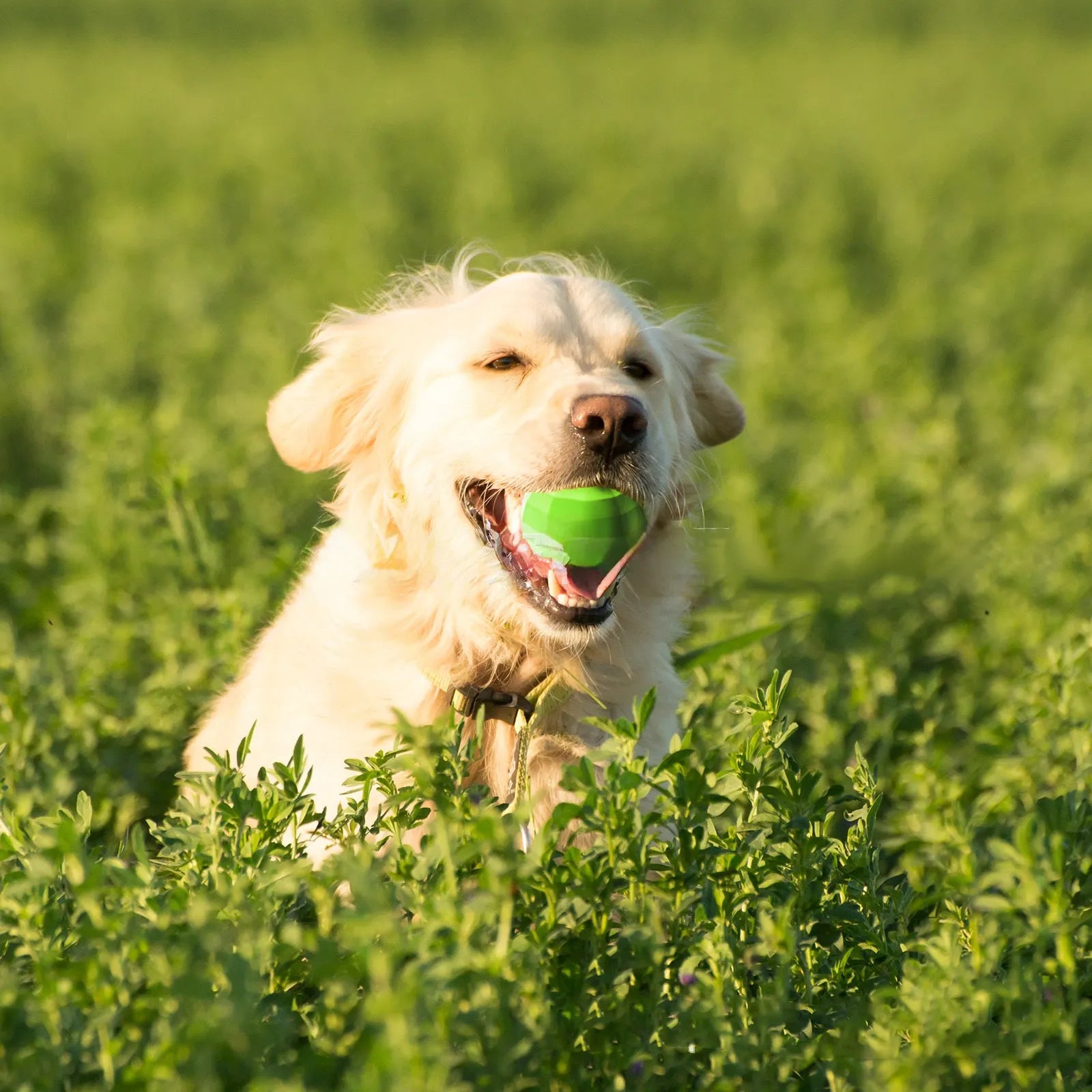 Green natural rubber squeaky dog chew toy ball for medium and large aggressive chewing dogs