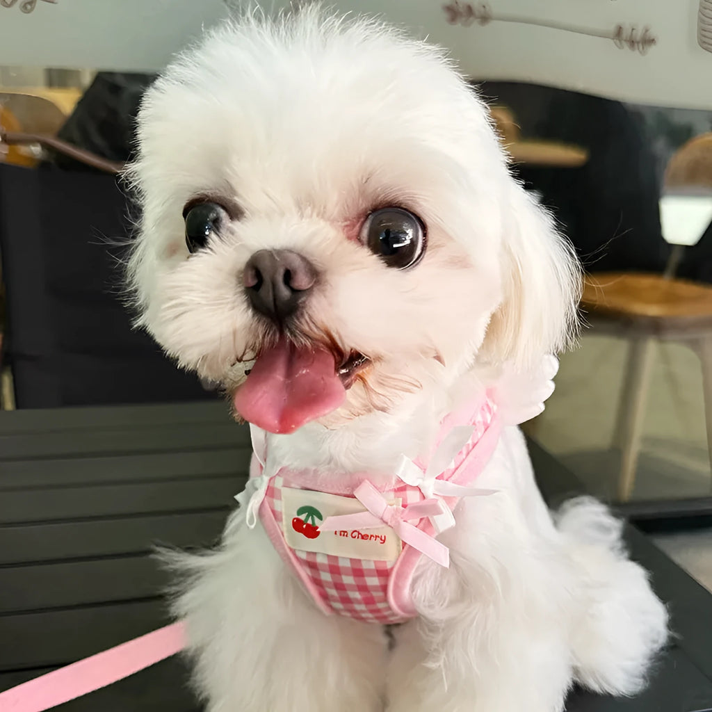 Pink and black small dog harnesses with a hand-holding rope connected at chest and back points.