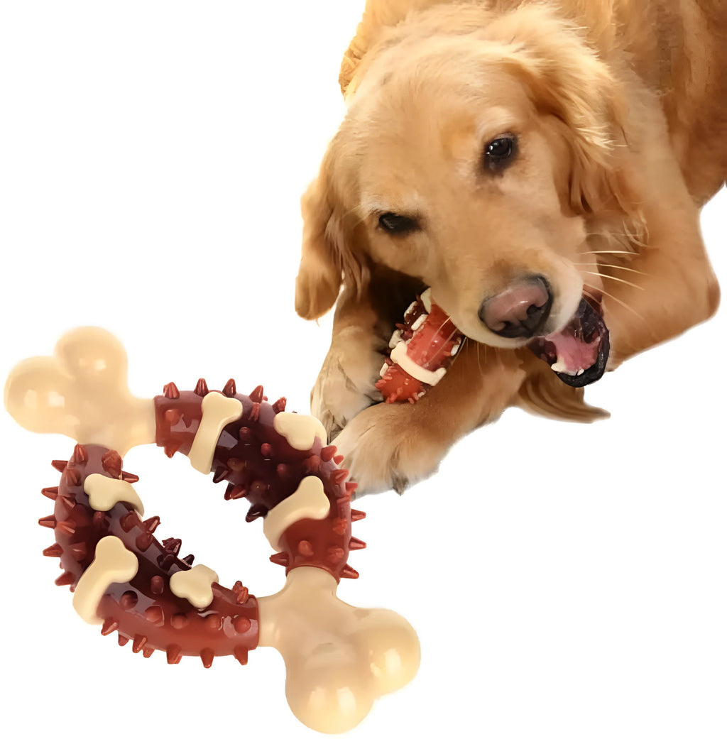 Natural rubber bone-shaped dog molar toy for teeth grinding in two sizes