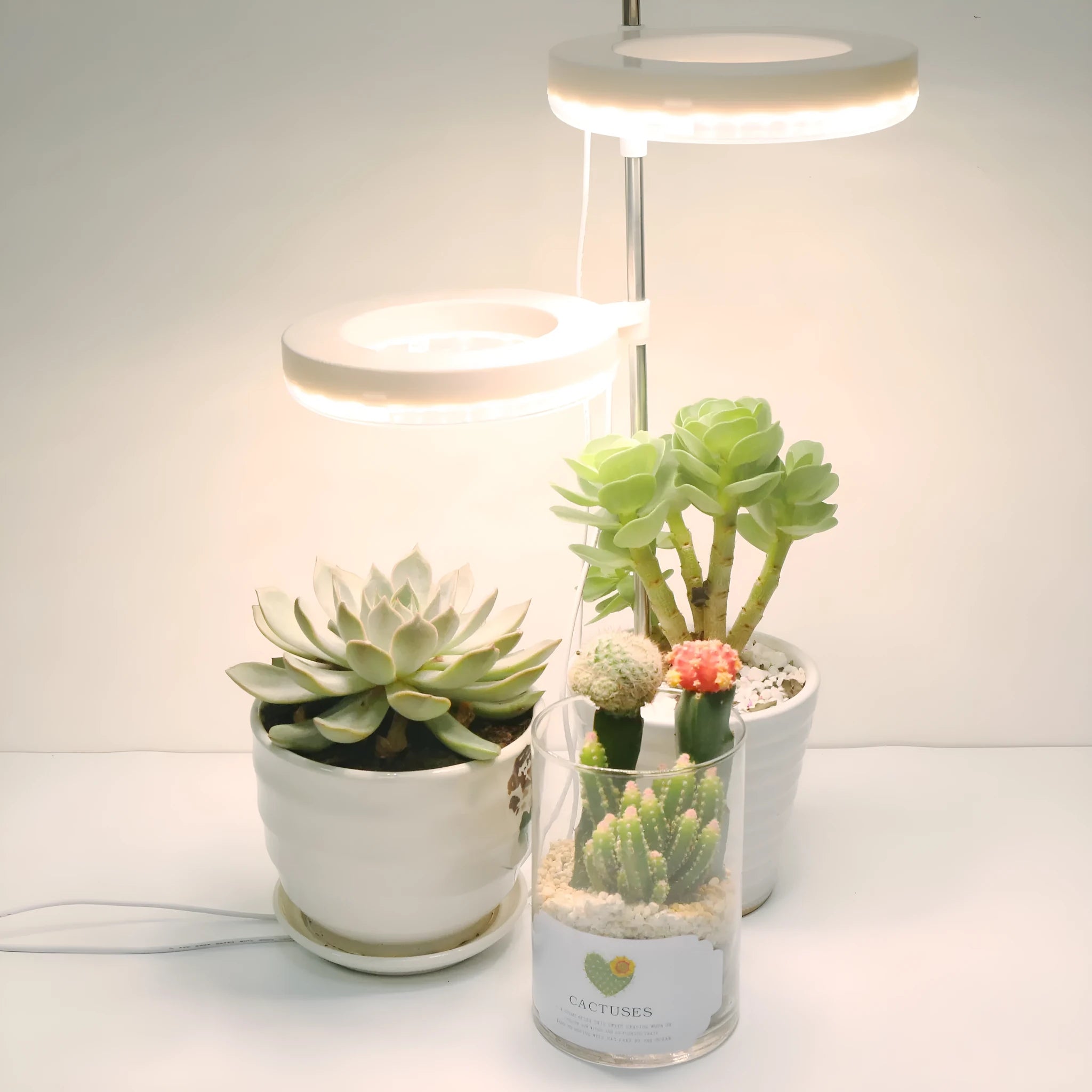 Compact white full spectrum LED plant growth light lamp on a wooden desk next to small potted succulents.