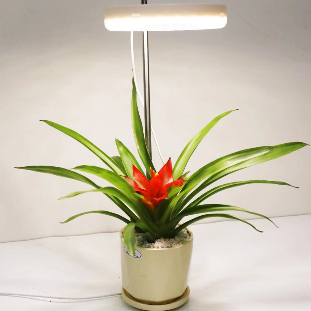 Compact white full spectrum LED plant growth light lamp on a wooden desk next to small potted succulents.