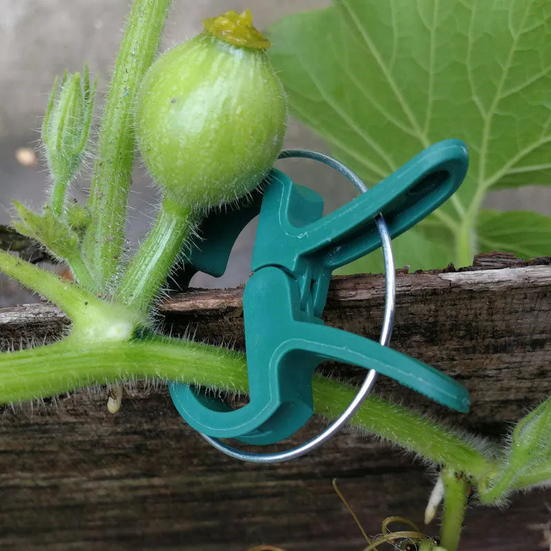 Green plastic plant fixing clips for tomato cucumber and pea vines
