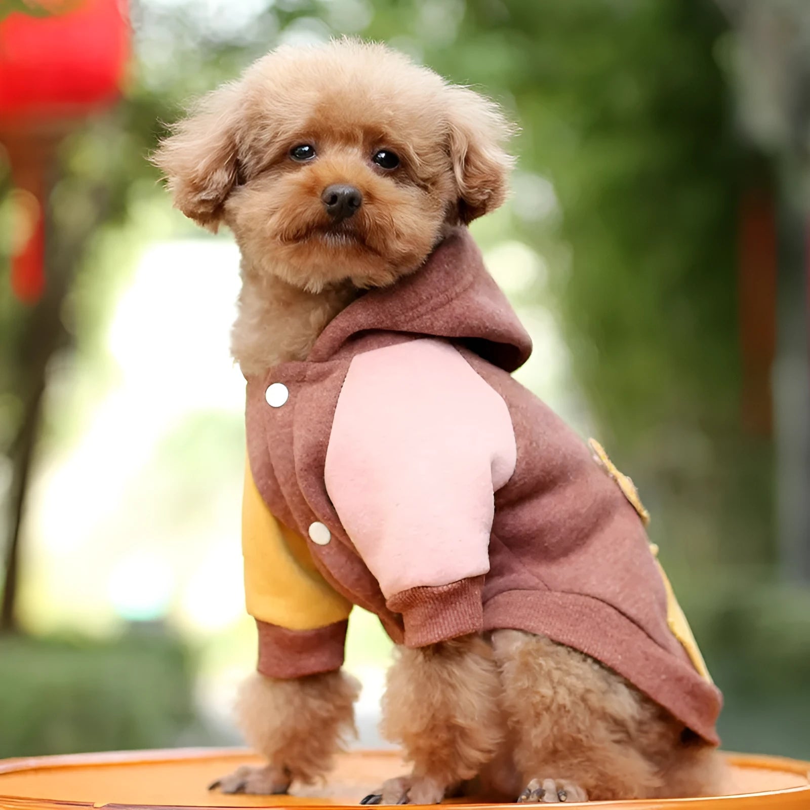 Brown cotton pet sweatshirt on dog showing size fit and casual design