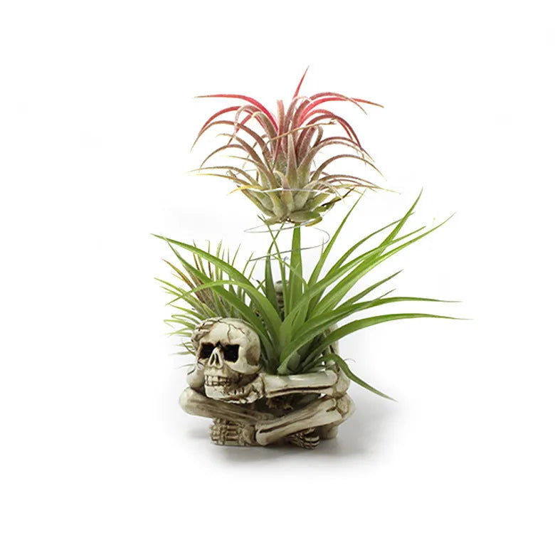 Grey resin skull plant bracket with iron base for displaying Tillandsia air plants