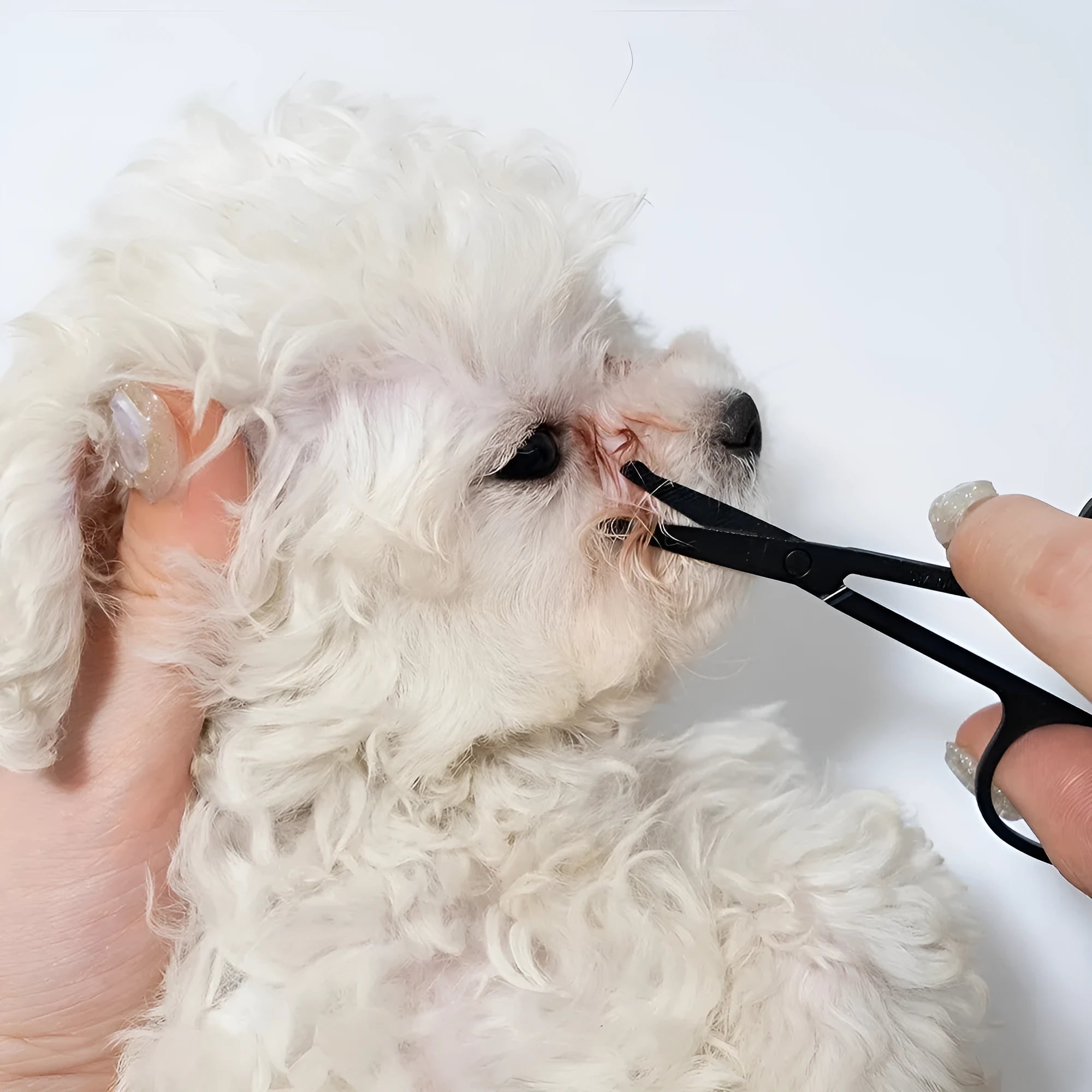 Black pet grooming brush with soft tear stain remover and comb attachment for dogs and cats