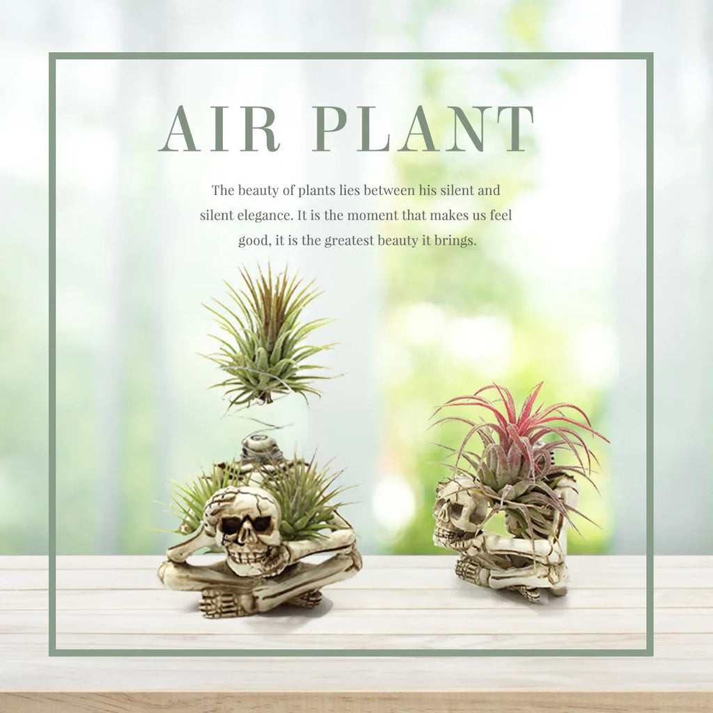 Grey resin skull plant bracket with iron base for displaying Tillandsia air plants