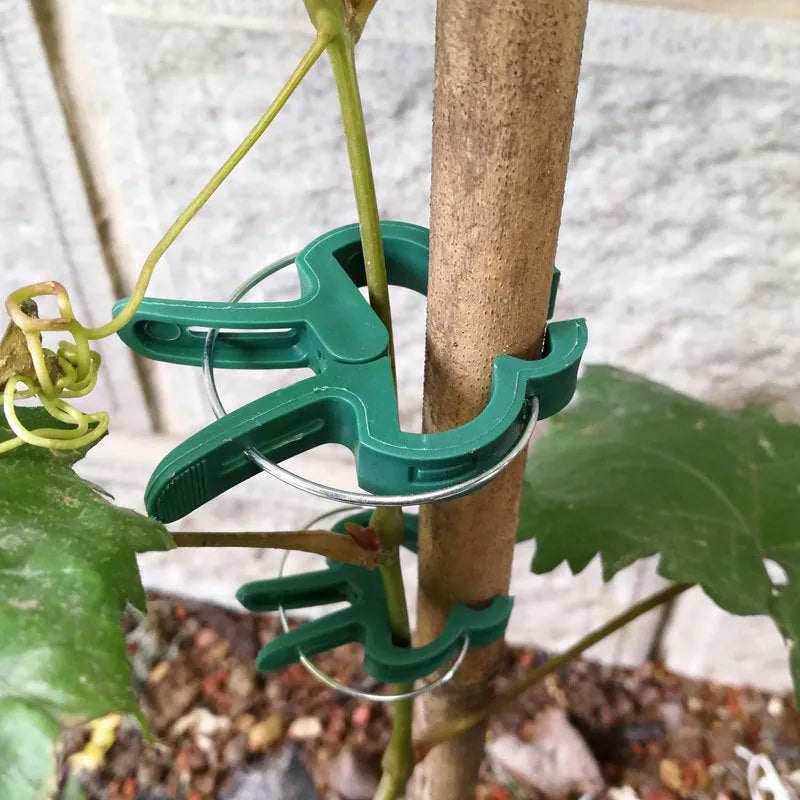 Green plastic plant fixing clips for tomato cucumber and pea vines