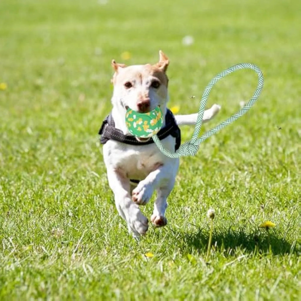 S size dog ball on rope toy with 6cm natural rubber ball and 27cm nylon rope for medium small dogs