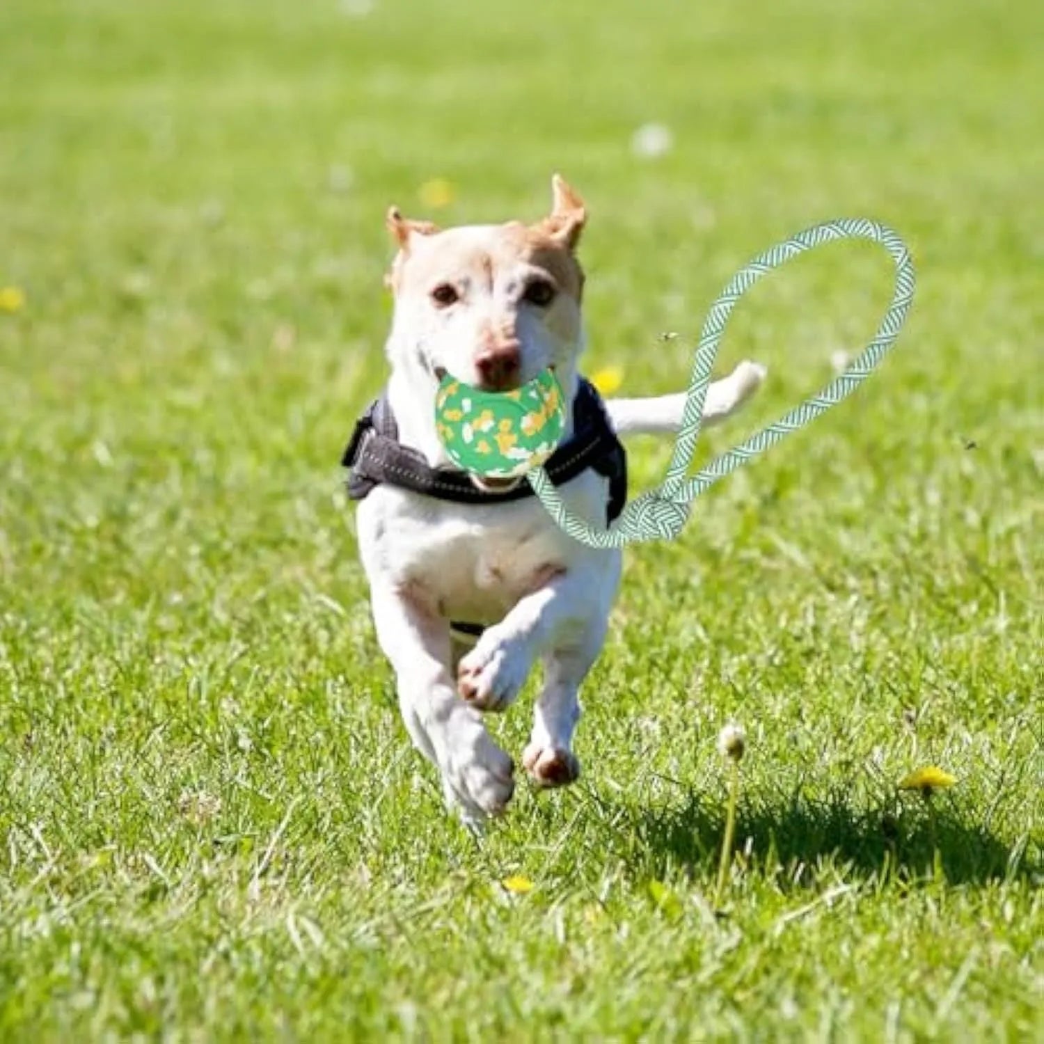 S size dog ball on rope toy with 6cm natural rubber ball and 27cm nylon rope for medium small dogs