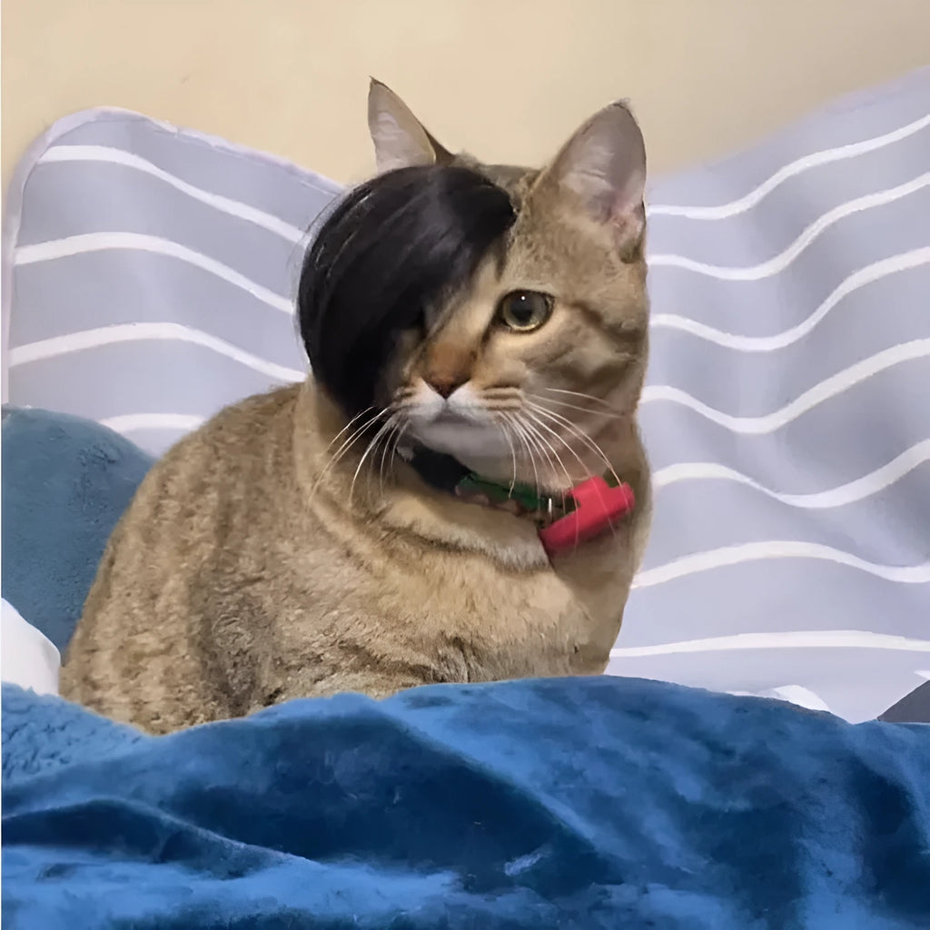 Black polyester cat wig with imitation braid styling for pet dress-up costumes