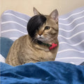 Black polyester cat wig with imitation braid styling for pet dress-up costumes