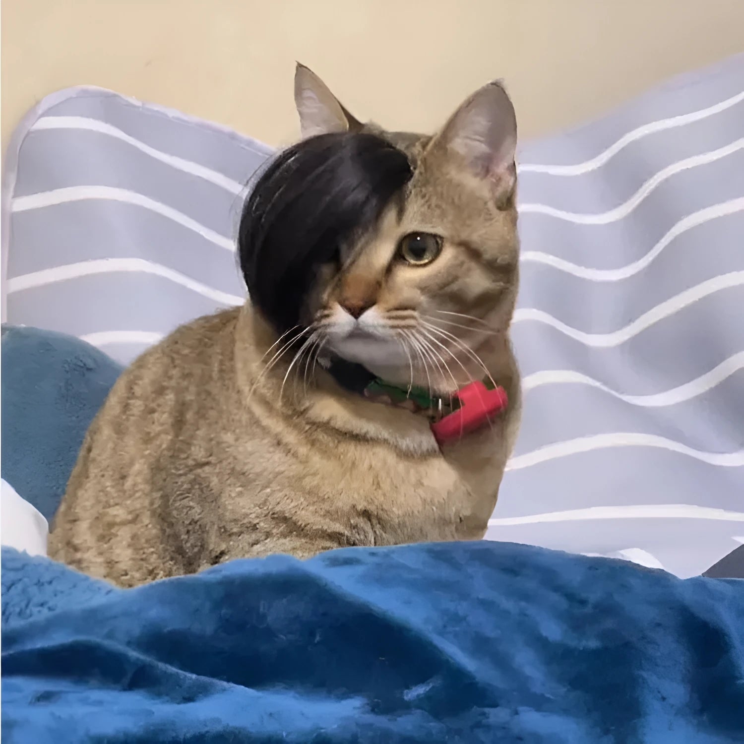Black polyester cat wig with imitation braid styling for pet dress-up costumes