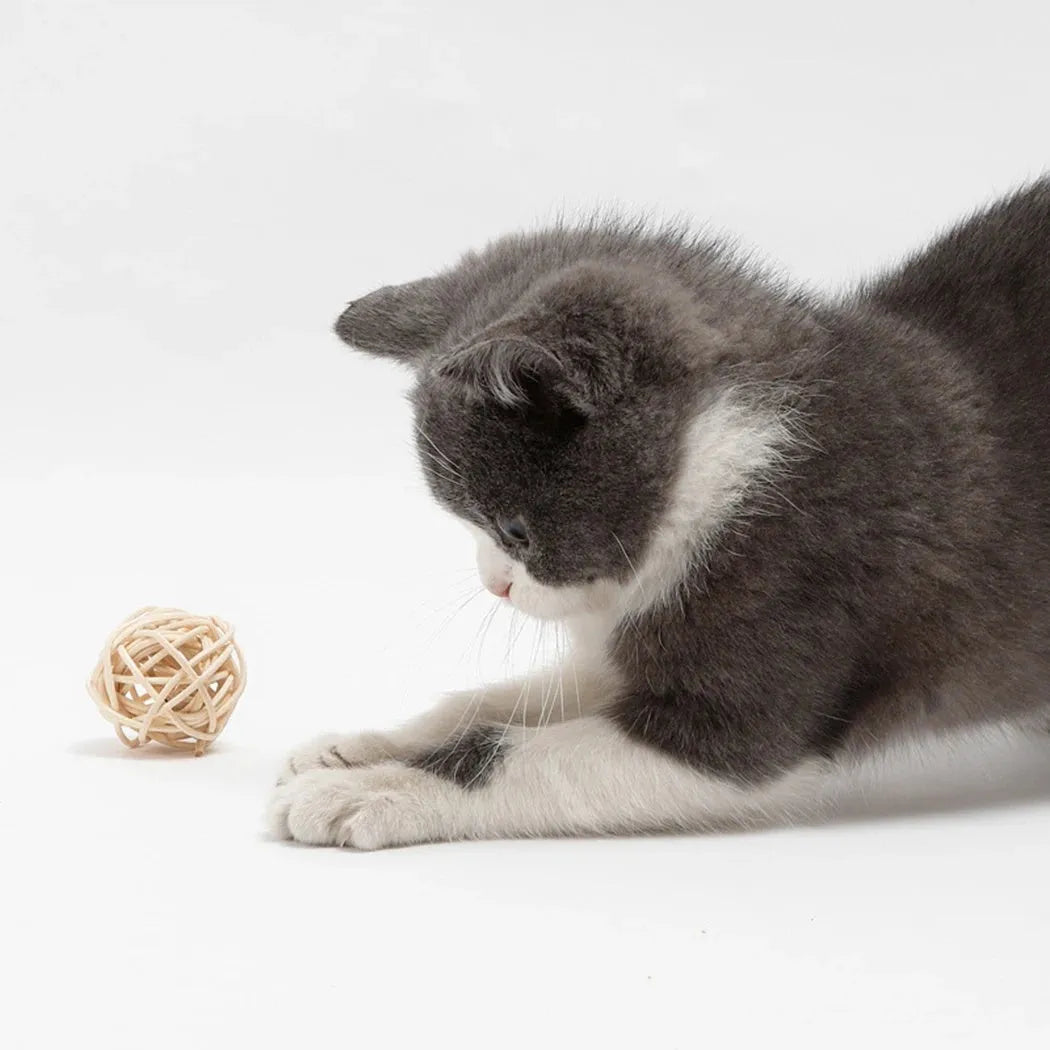 Two cat toys: hollow rattan ball and faux feather ball with bell on primary coloured background