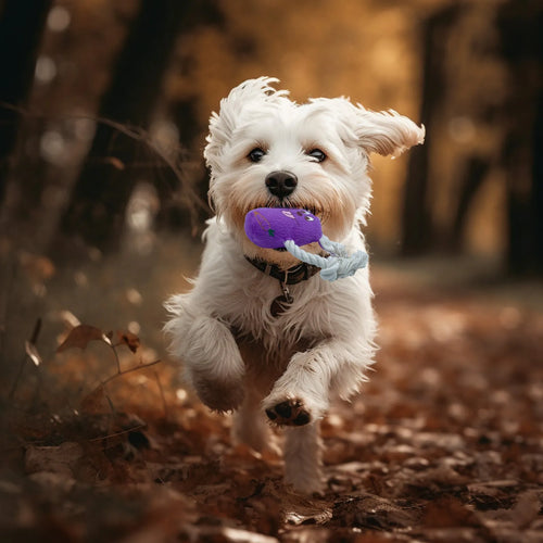 Blue tough plush teddy dog toy with a bone-shaped squeaker and soft corn fleece lining for bite-resistant play.