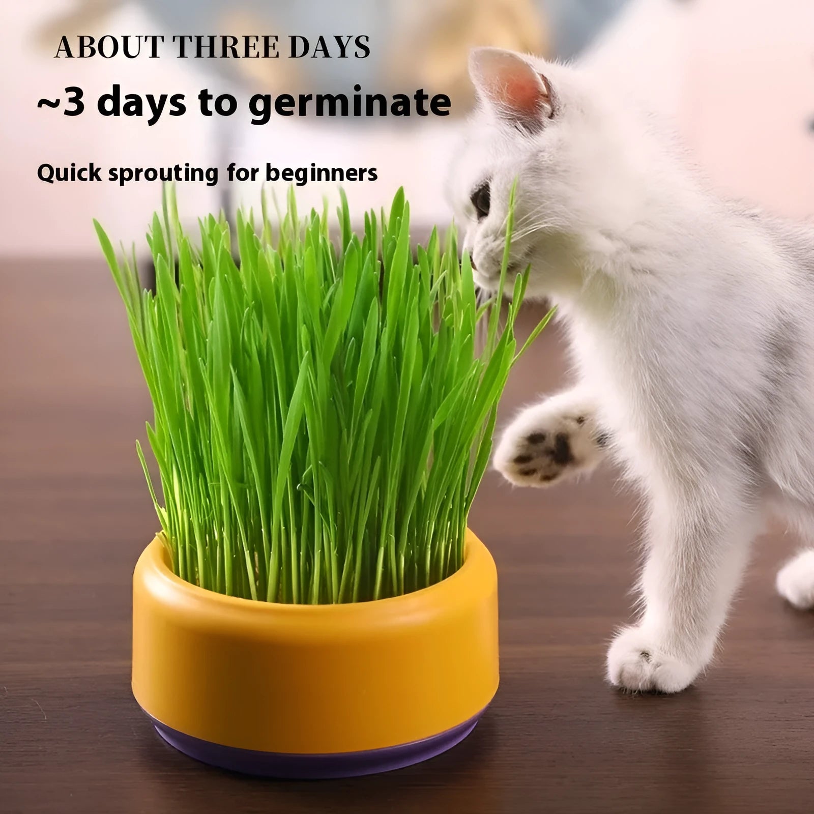 Hydroponic cat grass growing kit with reusable cup and seed packs in blue, green, yellow colours