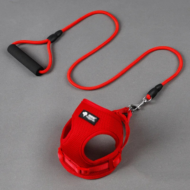 Small dog leash and collar set with adjustable collar and foam handle in blue, pink, red, or yellow colours