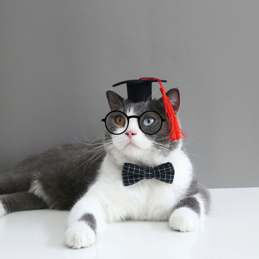 British-style wool felt pet hair band and matching bow tie set in four colour options for cats and dogs.