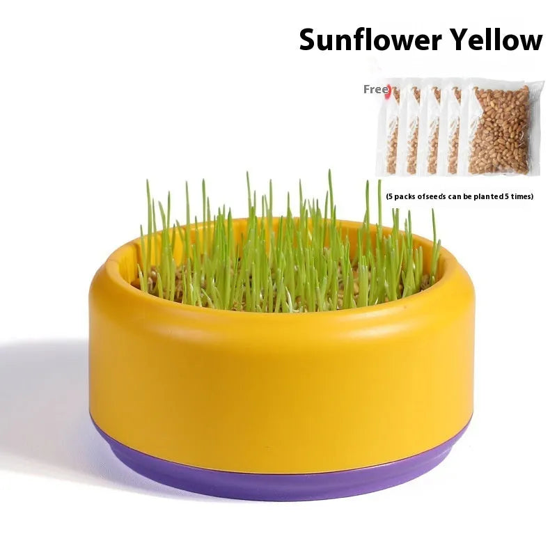 Hydroponic cat grass growing kit with reusable cup and seed packs in blue, green, yellow colours