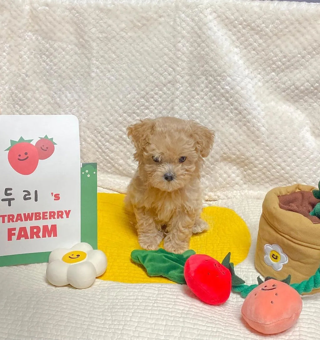 Tibetan food toy strawberry potted plant plush hide-and-seek dog pull toy in photo colour