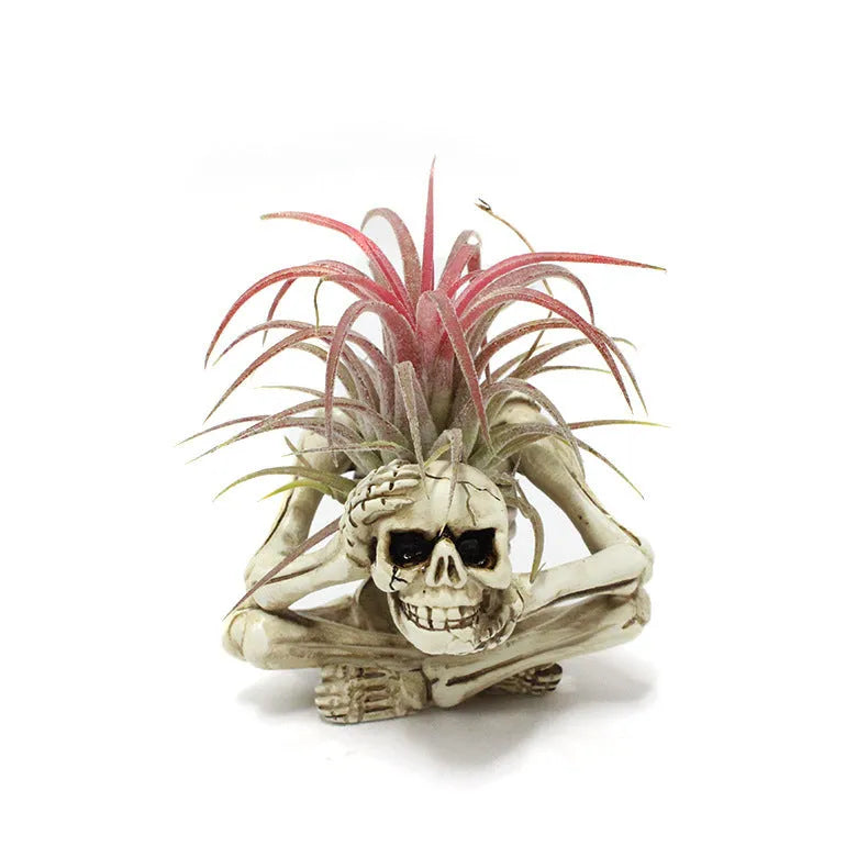 Grey resin skull plant bracket with iron base for displaying Tillandsia air plants
