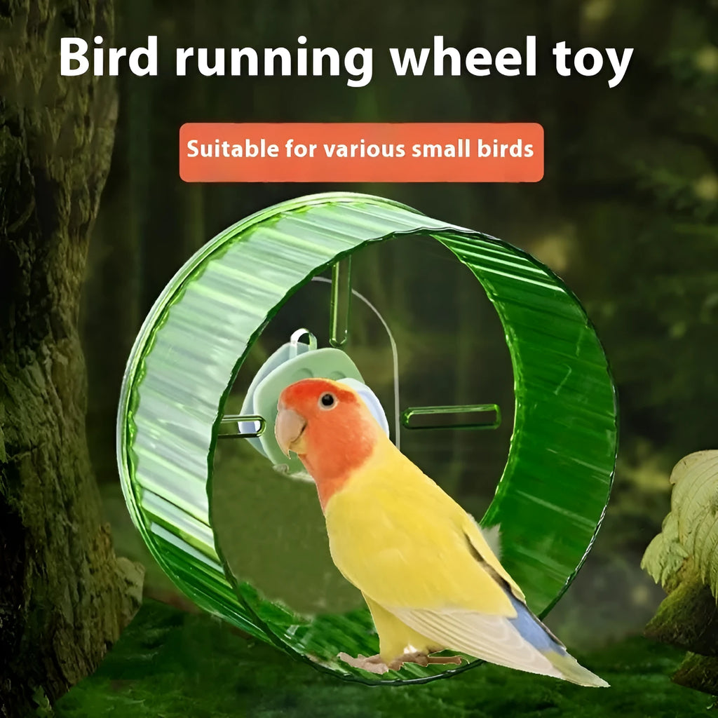 Parrot running wheel toy in transparent plastic with bird perched nearby