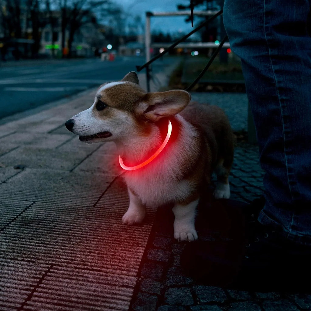 USB rechargeable LED dog collar glowing in dark with adjustable 70cm length