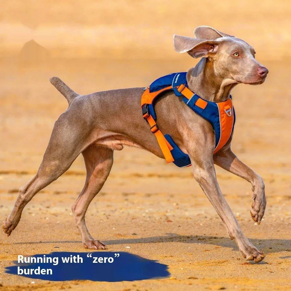 Orange blue nylon dog chest strap vest harness with hand rope attachment shown on dog
