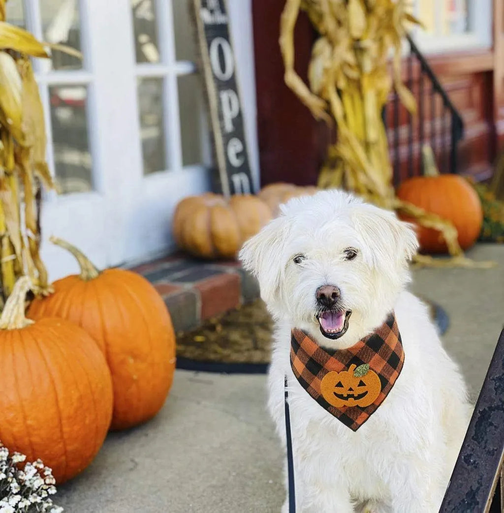 Orange plaid Halloween dog bandana with pumpkin and white skeleton appliques on polyester fabric