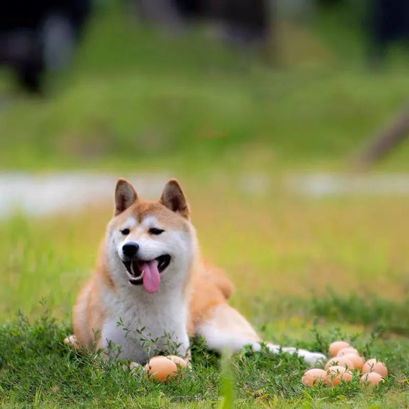 Egg-shaped dog squeaky toy for dental cleaning with sound mechanism
