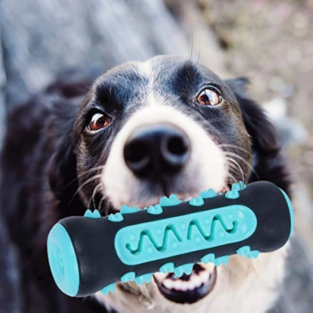 Natural rubber dog toothbrush chew toy in blue colour for dental cleaning and tartar removal
