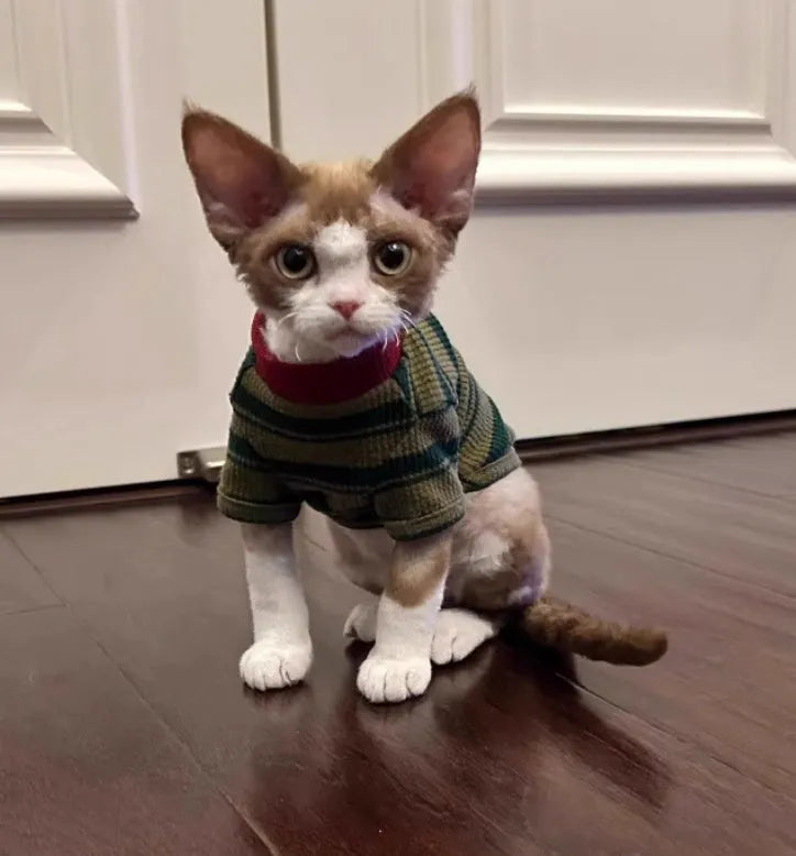 Dark green striped two-legged dog vest on a small pet, autumn daily wear.