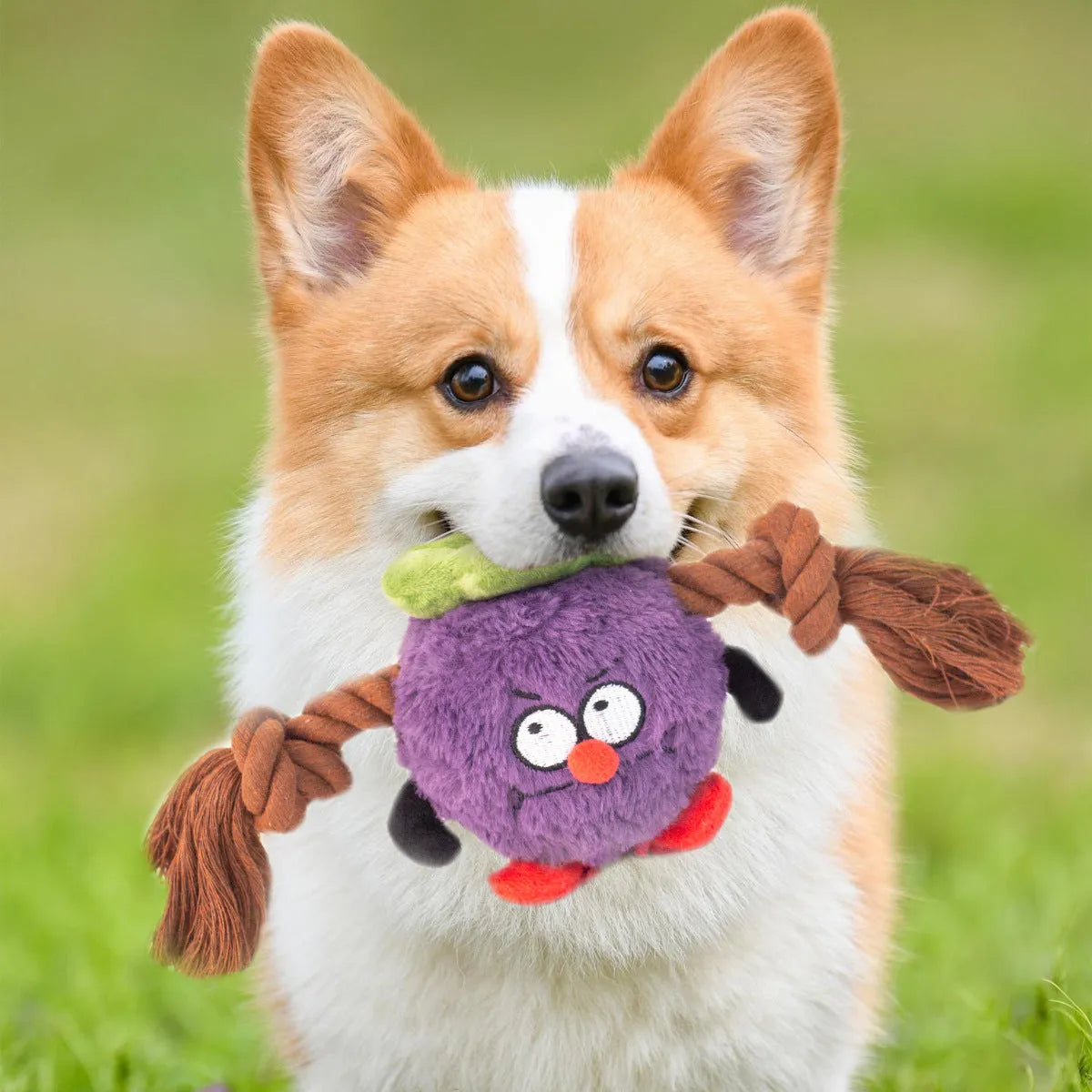 Green and purple plush rope knot dog toy with squeaker for tug of war and chewing.