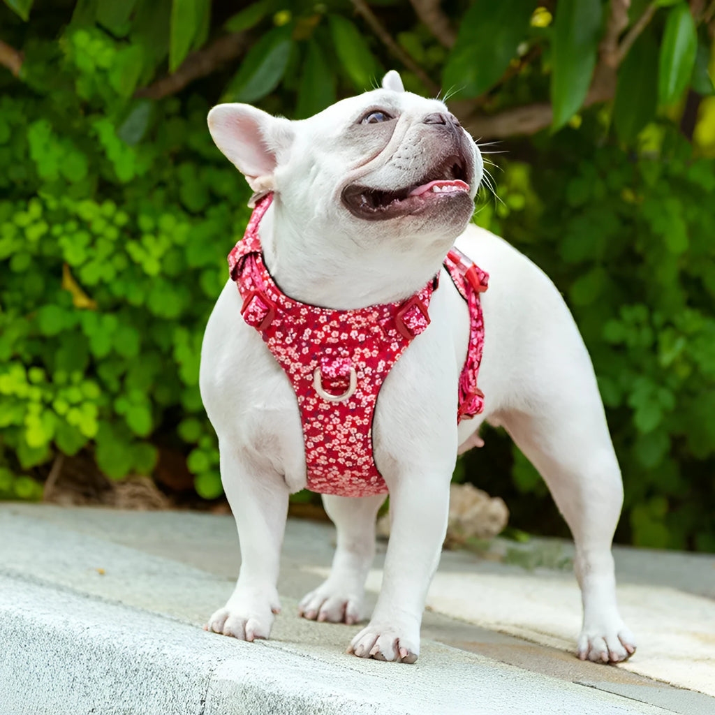 Pure cotton pet chest strap harness in floral colours with adjustable sizing for dogs