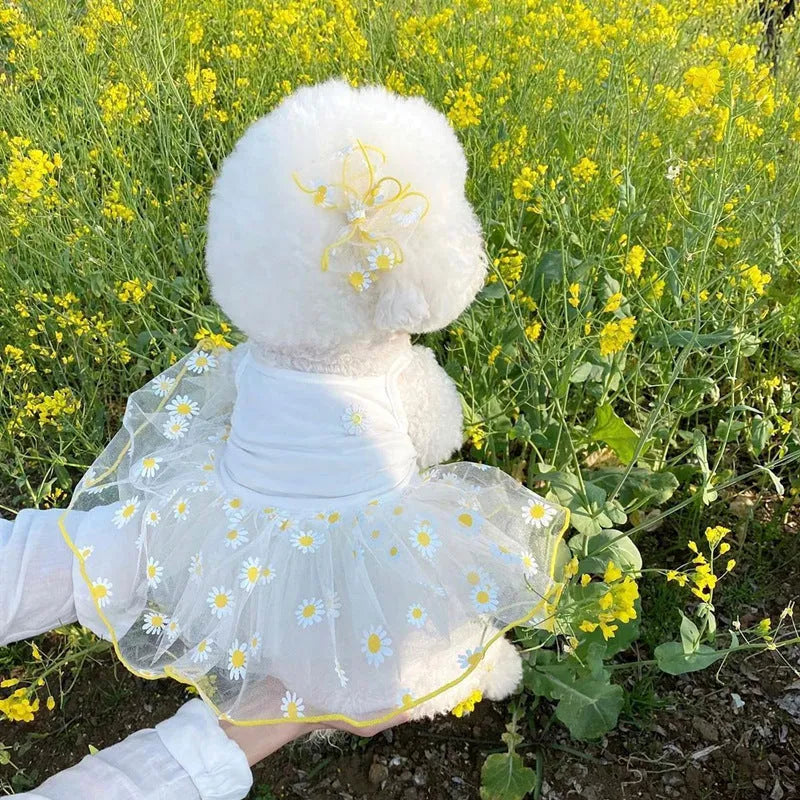 Yellow little daisy print thin polyester dog clothes on a model dog, sizes XS to XL.