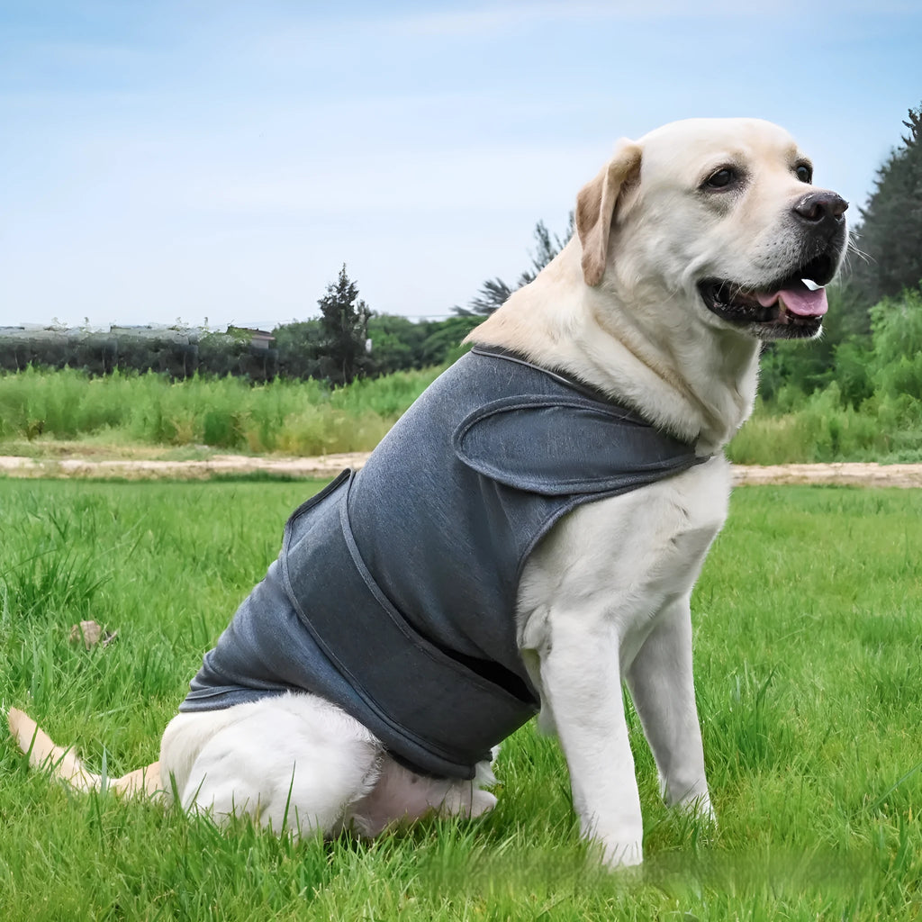 Brown dog anxiety relief tank top jacket on canine model showing casual pet clothing design