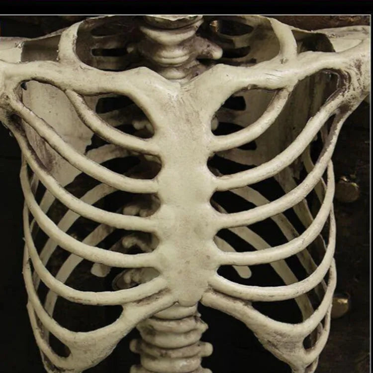 Full-size 170cm tall plastic skeleton prop for Halloween and event decoration.