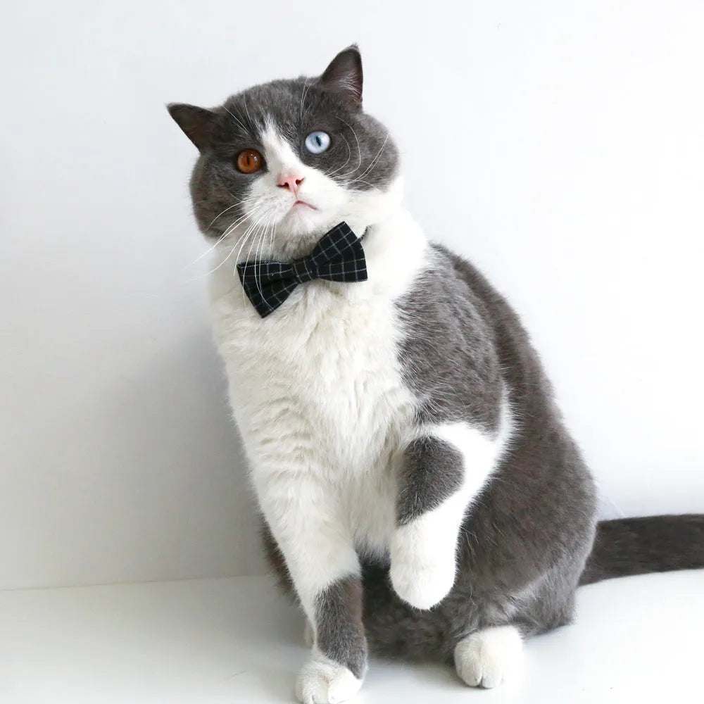 British-style wool felt pet hair band and matching bow tie set in four colour options for cats and dogs.