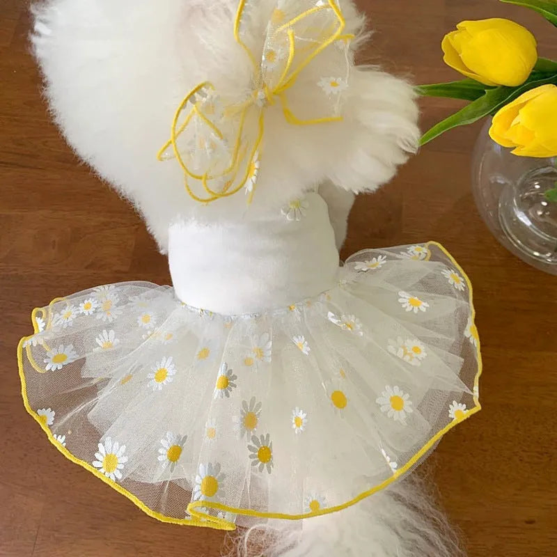 Yellow little daisy print thin polyester dog clothes on a model dog, sizes XS to XL.