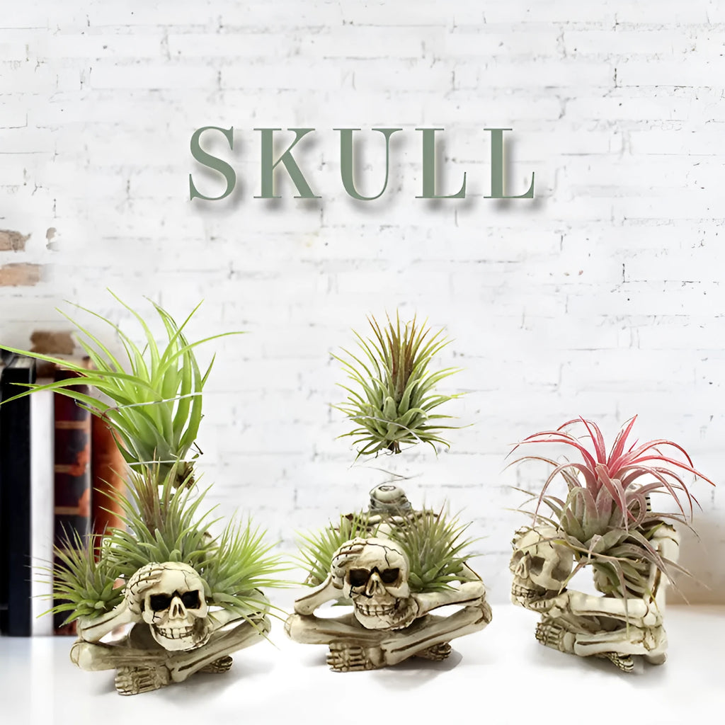 Grey resin skull plant bracket with iron base for displaying Tillandsia air plants