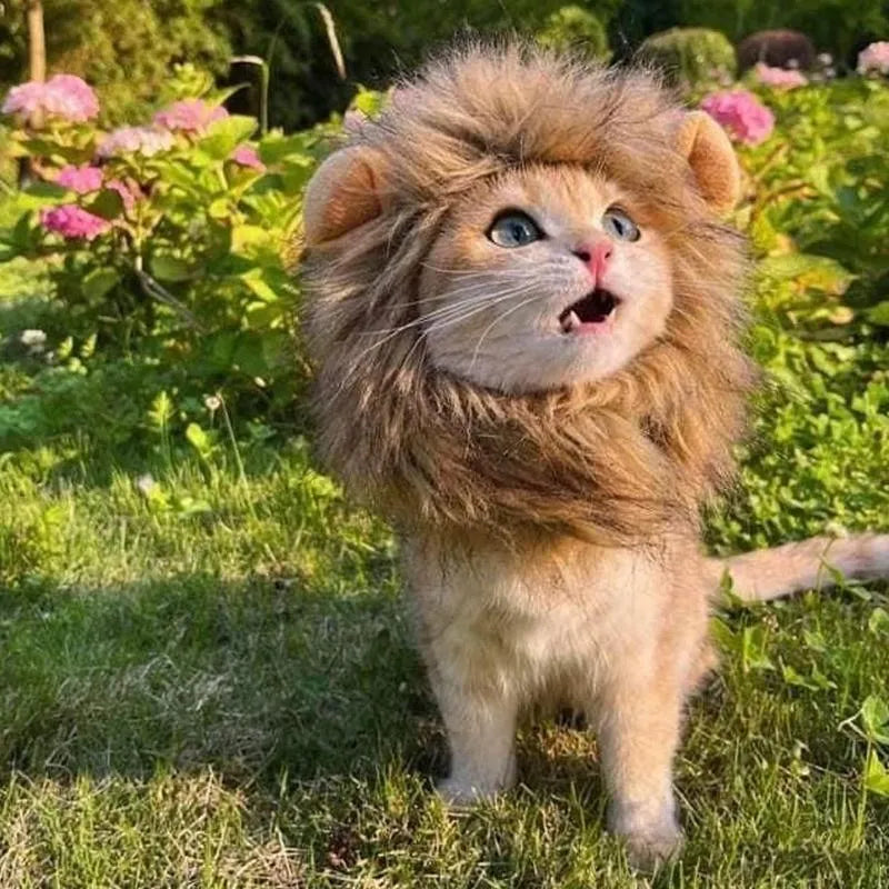 A lion mane wig for cats and small dogs with fluffy artificial hair, plush ears, and an adjustable strap.