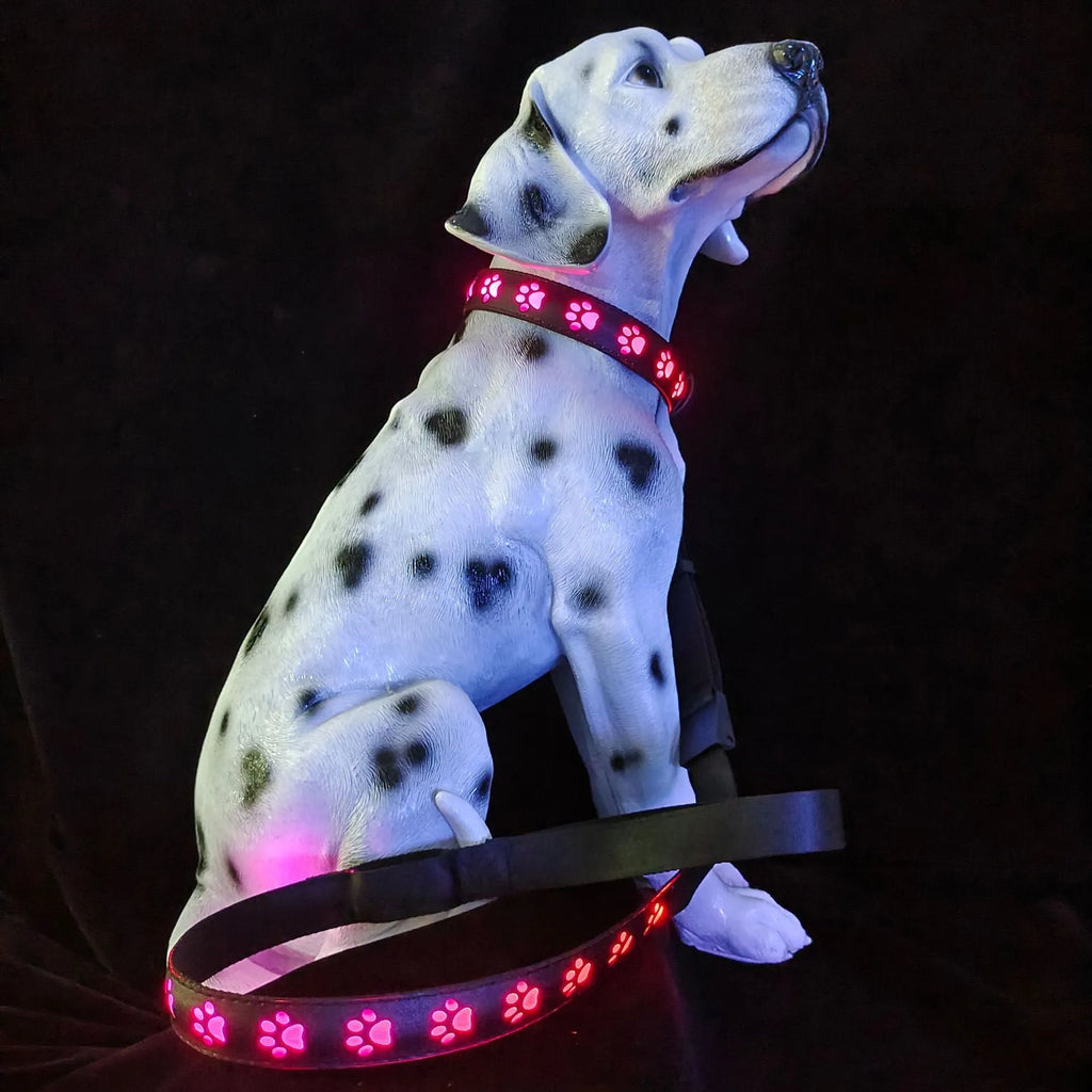 LED luminous dog collar glowing in multiple colours on an adjustable polyester strap.