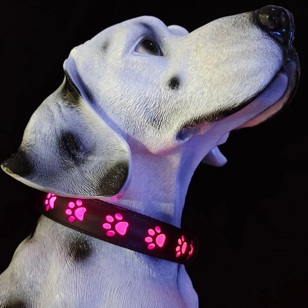 LED luminous dog collar glowing in multiple colours on an adjustable polyester strap.