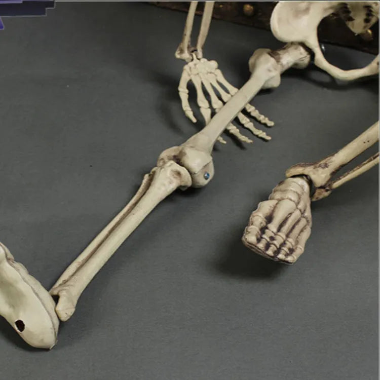 Full-size 170cm tall plastic skeleton prop for Halloween and event decoration.