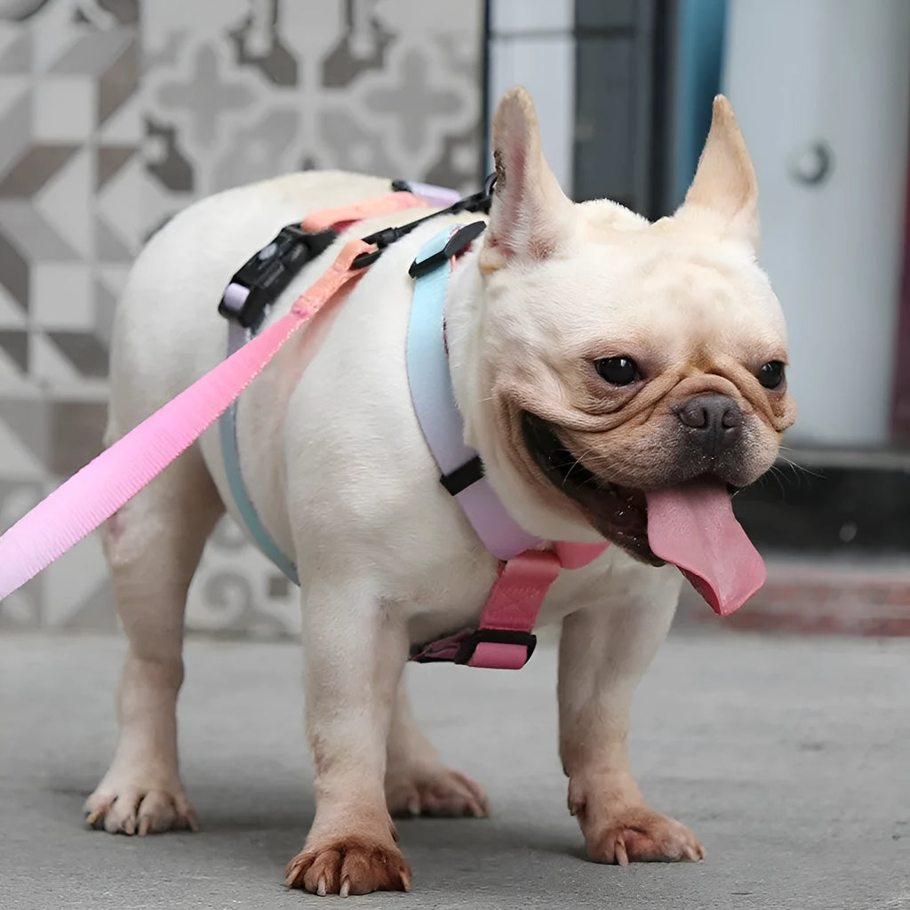 Gradient colour pet harness with adjustable chest strap in four pattern options