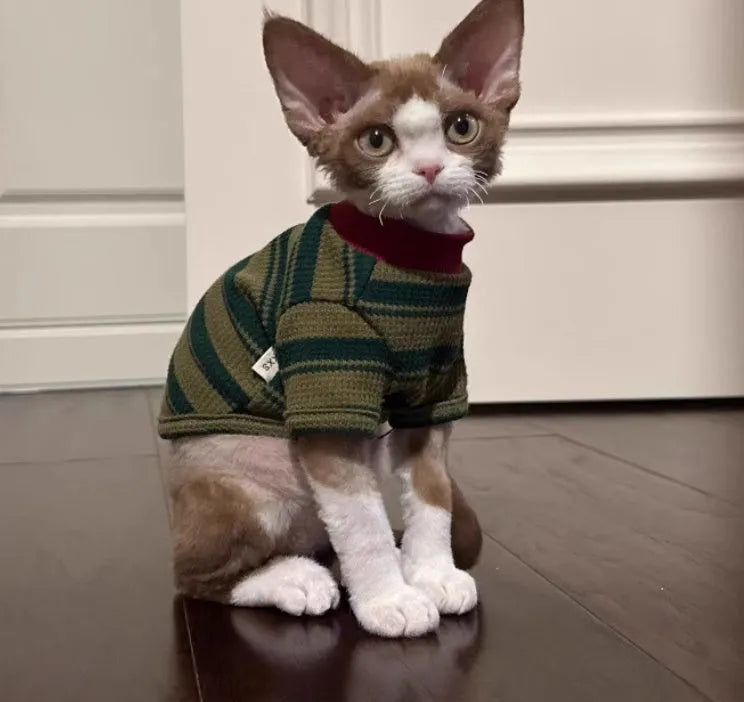Dark green striped two-legged dog vest on a small pet, autumn daily wear.