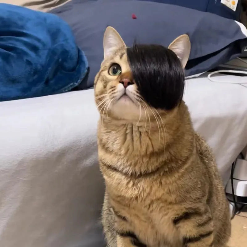 Black polyester cat wig with imitation braid styling for pet dress-up costumes