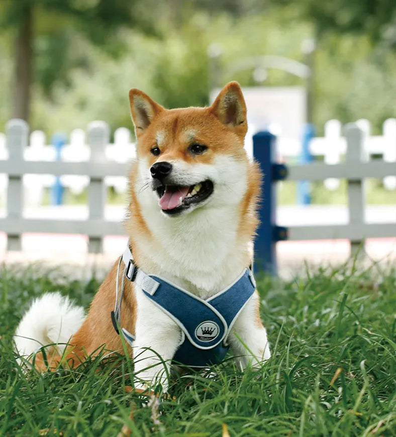 Adjustable mesh dog harness with metal back ring in blue, grey, red or yellow with matching leash